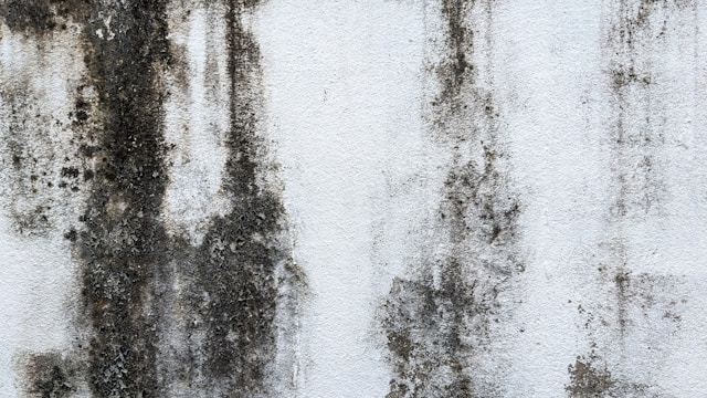 How Moisture Intrusion Impacts Long-Term Home Safety in Humid Climates